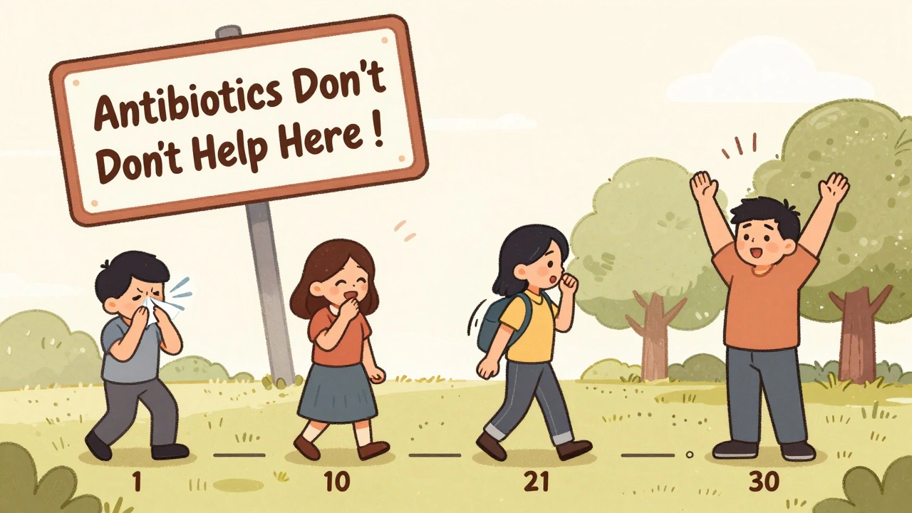 Timeline of a cough healing over weeks, with warning against antibiotics above.